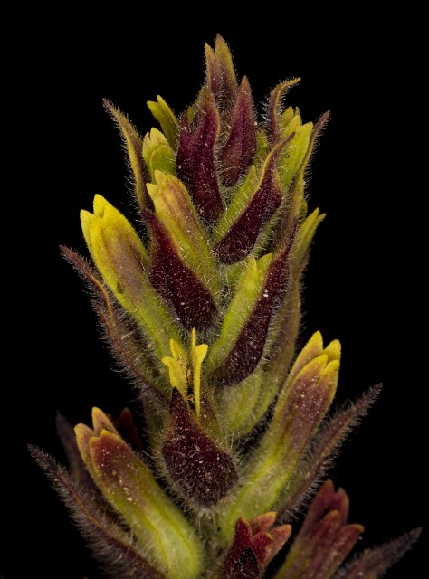 Castilleja cryptantha - Hidden Paintbrush 18-2209.jpg